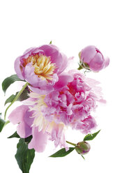 Pfingstrosen (Paeonia), Nahaufnahme - 07033CS-U