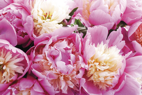 Bunch of peonies (Paeonia), close-up - 07030CS-U