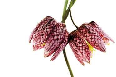 Checkered lilies, close-up - 07102CS-U