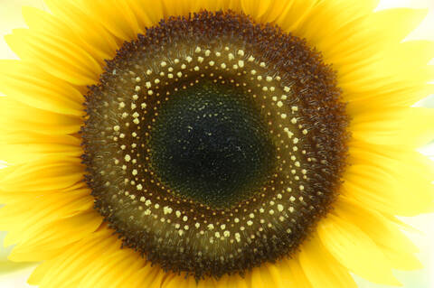 Sunflower, close-up stock photo