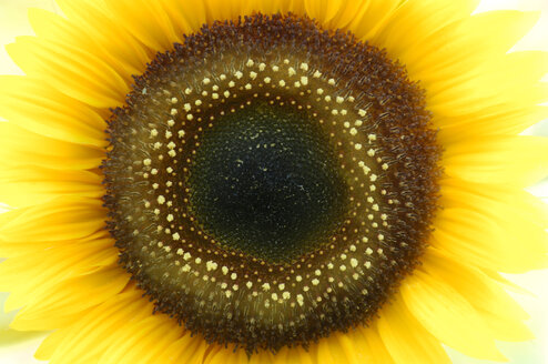 Sunflower, close-up - SMF00206