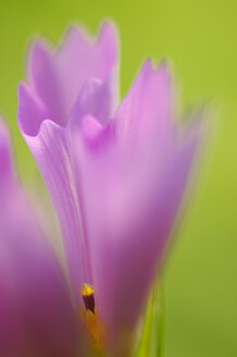 Cosmea, Nahaufnahme - SMF00202