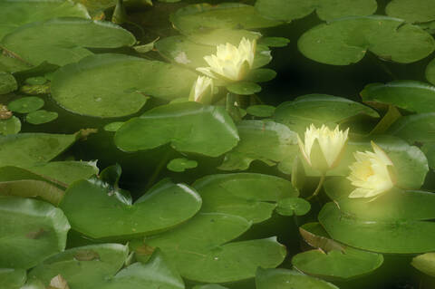 Waterlilies, close-up stock photo