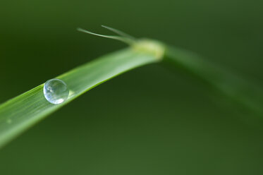 Waterdrop on crocus leaf, close-up - SMF00181