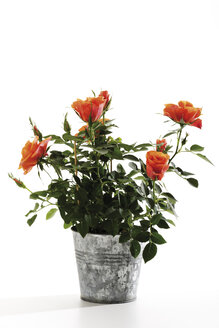 Orangefarbene Rosen im Blumentopf, Nahaufnahme - 07272CS-U