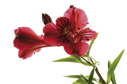 Peruanische Lilie, Alstroemeria, Nahaufnahme - 07266CS-U