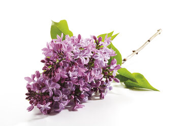 Flieder, Syringa, Nahaufnahme - 07259CS-U