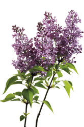 Flieder, Syringa, Nahaufnahme - 07257CS-U