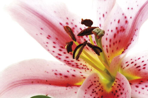 Tigerlilie,Lilium lancifolium, Nahaufnahme - 07251CS-U