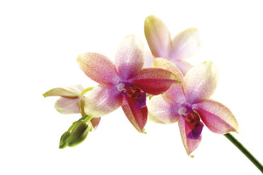 Orchideen, Nahaufnahme - 07242CS-U