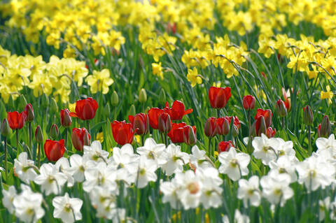 Narzissen (Narzissus-Hybride) und rote Tulpen (Tulipa), lizenzfreies Stockfoto