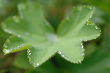 Wassertropfen auf dem Blatt des Frauenmantels (Alchemilla vulgaris), Nahaufnahme - CRF01338