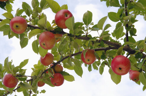 Germany, Bavaria, Tree with apples, close-up - CRF01334