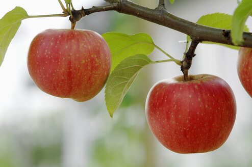 Germany, Bavaria, Tree with apples, close-up - CRF01332