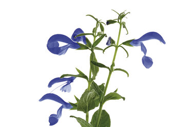 Blühender Wiesensalbei (Salvia pratensis), Nahaufnahme - 07393CS-U