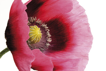 Blossom of opium poppy (Fremontodendron californicum), close-up - 07341CS-U
