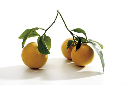 Zweig mit Grapefruits (Citrus maxima), Nahaufnahme - 07304CS-U