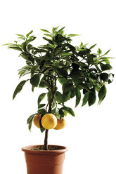 Eingetopfter Grapefruitbaum (Citrus maxima), Nahaufnahme - 07303CS-U