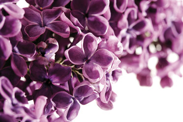 Blüten des Flieders (Syringa vulgaris), Detail - 07302CS-U