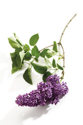 Flieder (Syringa vulgaris), Nahaufnahme - 07301CS-U