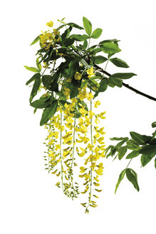 Goldregen (Laburnum) - 07298CS-U