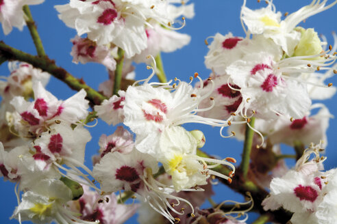 Blüten des Kastanienbaums (Aesculus hippocastanum), Nahaufnahme - 07293CS-U