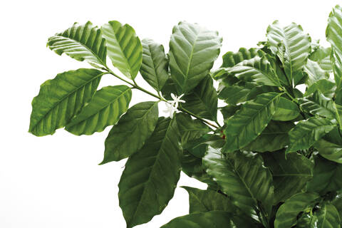 Kaffeebaum (Coffea arabica), Nahaufnahme, lizenzfreies Stockfoto