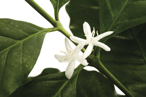 Blüten des Kaffeebaums (Coffea arabica), Nahaufnahme - 07289CS-U