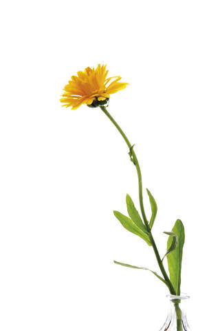 Calendula (Calendula officinalis), Nahaufnahme, lizenzfreies Stockfoto