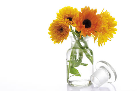 Ringelblumenblüten in Vase, (Calendula Officinalis), Nahaufnahme, lizenzfreies Stockfoto