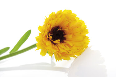 Marigold flower, (Calendula Officinalis), close-up - 07546CS-U