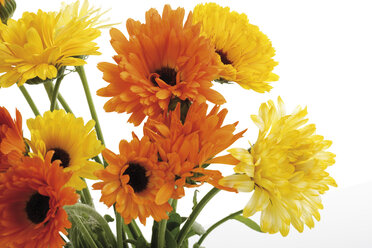 Ringelblumenblüten (Calendula Officinalis), Nahaufnahme - 07545CS-U