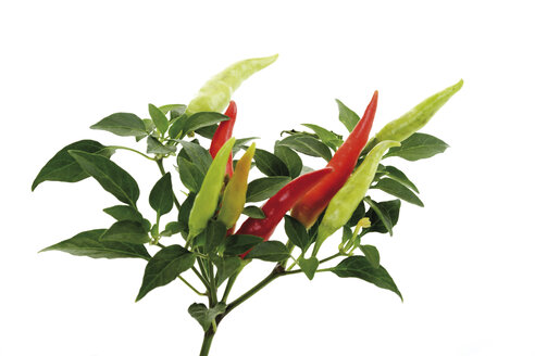 Frische Paprika, Nahaufnahme - 07607CS-U