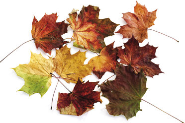 Autumn colored maple leaves, close-up - 07741CS-U