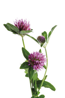 Rotklee (Trifolium pratense), Nahaufnahme - 07735CS-U
