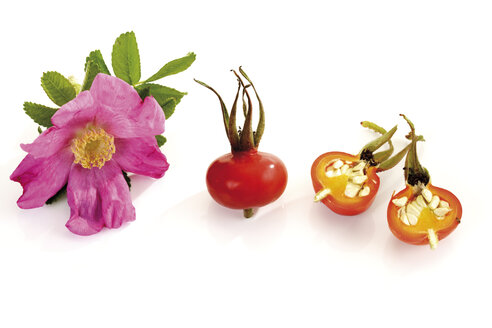 Blossom of dog rose and rose hips, close-up - 07724CS-U