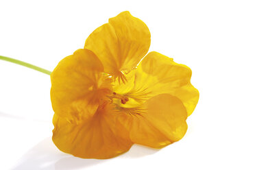 Gelbe Blüte der Kapuzinerkresse (Tropaeolum majus), Nahaufnahme - 07690CS-U