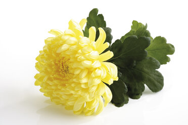 Gelbe Chrysantheme (Chrysanthemum indicum), Nahaufnahme - 07675CS-U