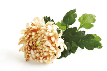 Chrysantheme (Chrysanthemum indicum), Nahaufnahme - 07674CS-U