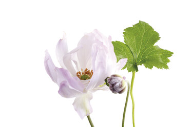 Blüte und Blatt der Herbstanemone (Anemone japonica), Nahaufnahme - 07668CS-U