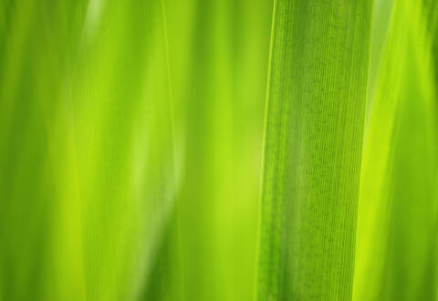 Chinaschilf, Miscanthus sinensis, Nahaufnahme, lizenzfreies Stockfoto