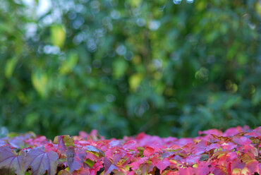 Virginia creeper, Parthenocissus, close-up - SMF00229