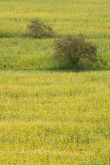 Germany, field of corn, trees in background - SMF00225