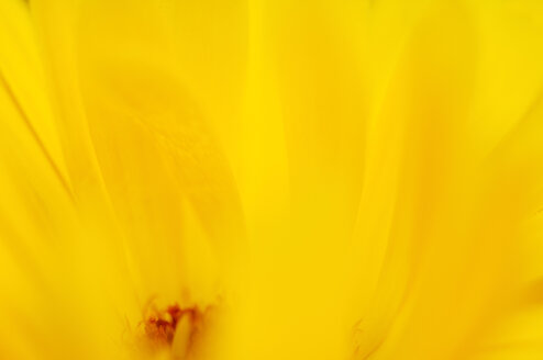 Calendula ,close-up - SMF00221