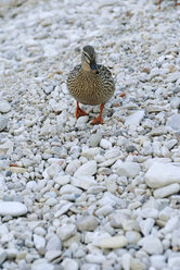 Italy, Lake Garda, Duck, close-up - DKF00129