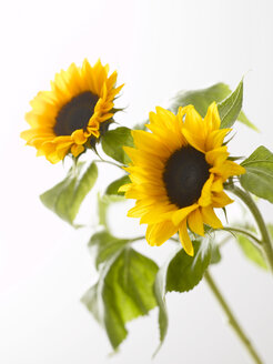 Zwei Sonnenblumen (Helianthus annuus), Nahaufnahme - KSWF00026