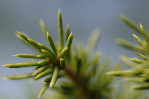 Zeder, (Cedrus deodara), Nahaufnahme - ASF03516