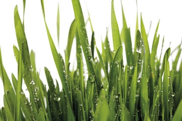 Grass with waterdrops, close-up - 07815CS-U