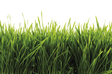 Grass , close-up - 07814CS-U