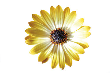 African Daisy flower, (Osteospermum barberiae), close-up - 07812CS-U